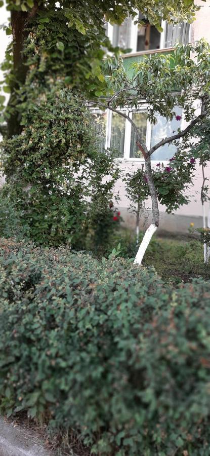 Alice Apartment Arad Exterior foto